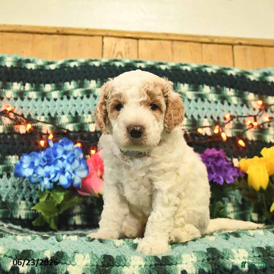 Mini Goldendoodle dogs Kingston  - Ad 1