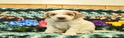 Mini Goldendoodle dogs for sale: Kingston  - Ad 1