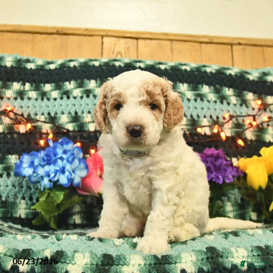 Mini Goldendoodle dogs for sale: Kingston  - Ad 1