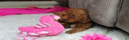 Cavapoochon dogs for sale: Monica - Ad 4