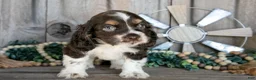 Cocker Spaniel dogs for sale: Apple - Ad 3