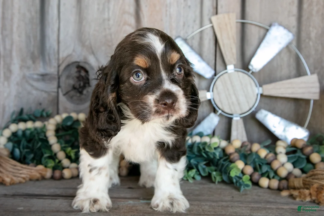 Cocker Spaniel dogs for sale: Apple - Ad 3