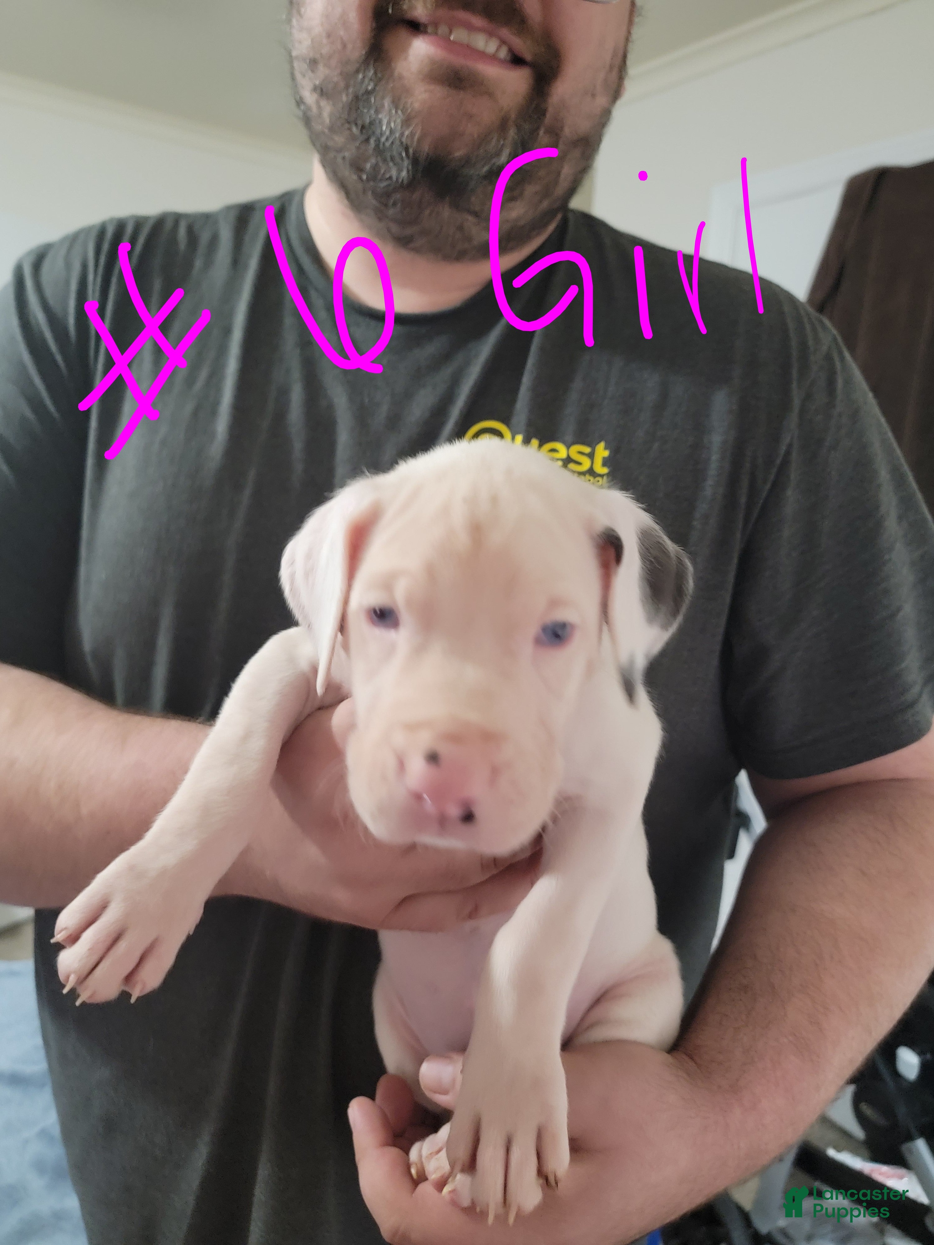 Great Dane dogs Great Dane Puppy 8 - Ad 13