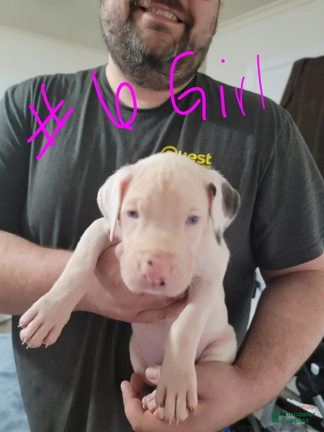 Great Dane dogs for sale: Great Dane Puppy 8 - Ad 1