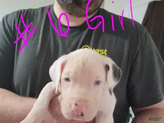 Great Dane dogs Great Dane Puppy 8 - Ad 13