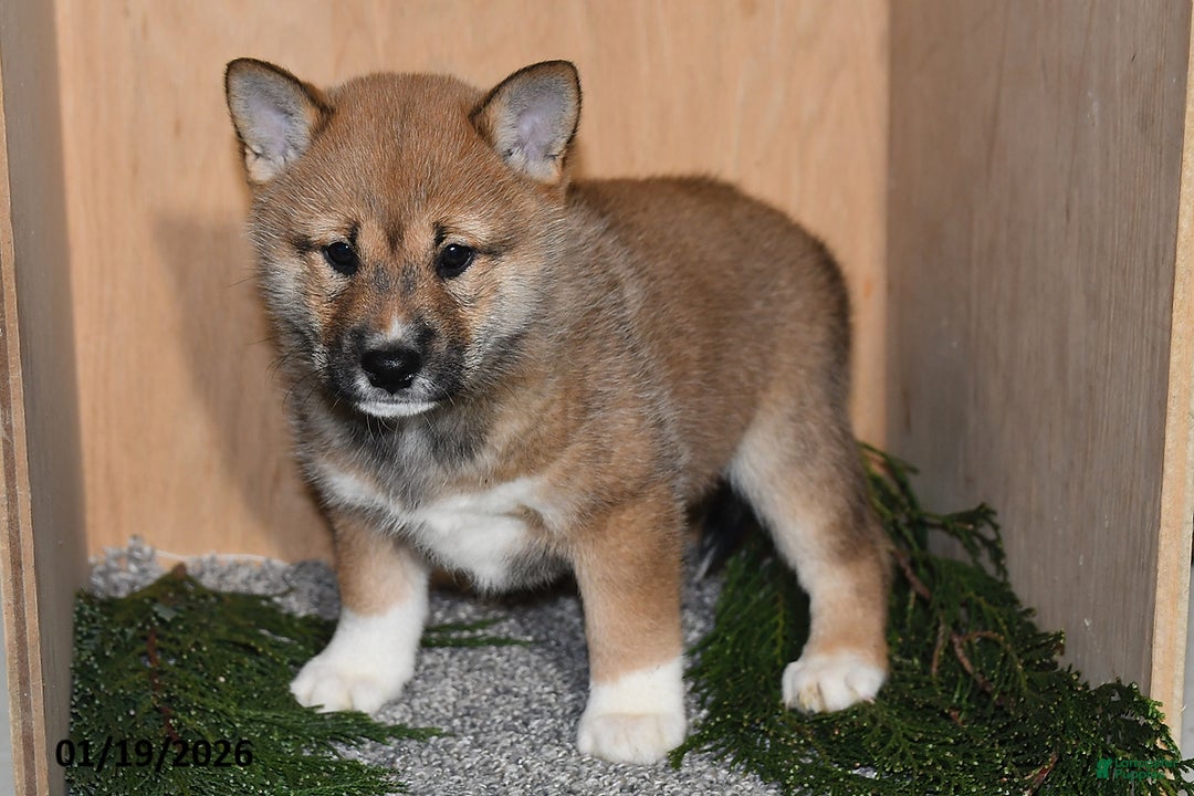Shiba Inu dogs for sale: Asher - Ad 3