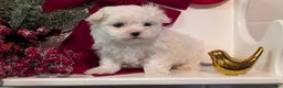 Maltese dogs for sale: Kona - Ad 2