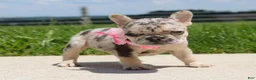 French Bulldog dogs for sale: Bonnie - Ad 4