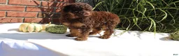 Miniature Poodle dogs for sale: Suzy - Ad 12