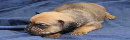 Puggle dogs for sale: Chewy - Ad 51