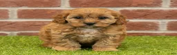 Cavapoo dogs for sale: Susie - Ad 7