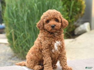 Cockapoo dogs - Ad 14