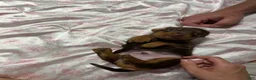 Miniature Dachshund dogs for sale: Miniature Dachshund 1 - Ad 7