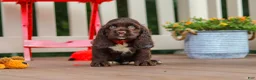 Cocker Spaniel dogs for sale: Ollie - Ad 1