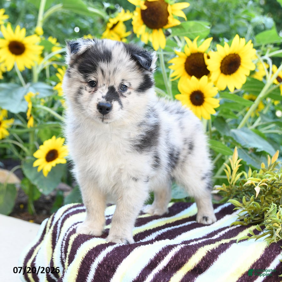 Pomsky dogs Amiyah - Ad 1
