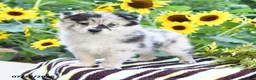 Pomsky dogs for sale: Amiyah - Ad 1