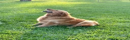 Golden Retriever dogs for sale: Golden Retriever Java - Ad 8