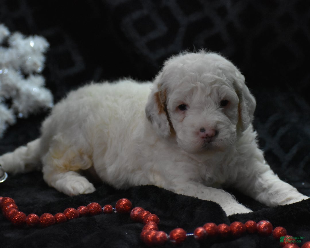 Mini Goldendoodle dogs for sale: Gwendi - Ad 1