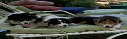 Australian Shepherd dogs for sale:  Darby - Ad 3