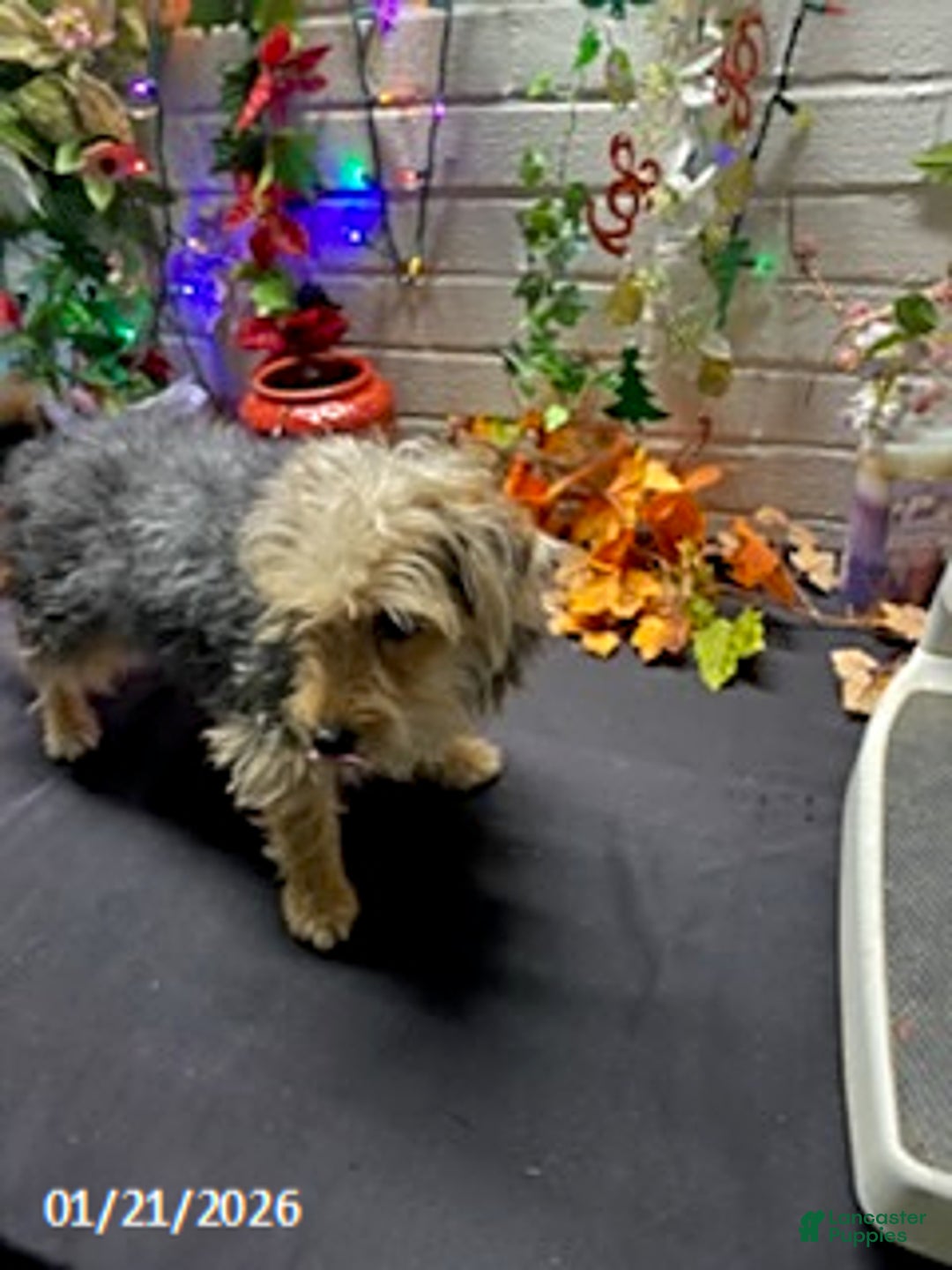 Yochon dogs for sale: Sean - Ad 5