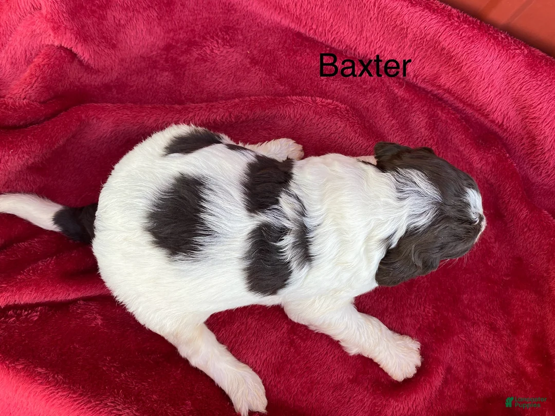Labradoodle dogs for sale:  F1bb Baxter - Ad 2