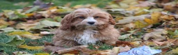 Cavapoo dogs for sale: Silas - Ad 3