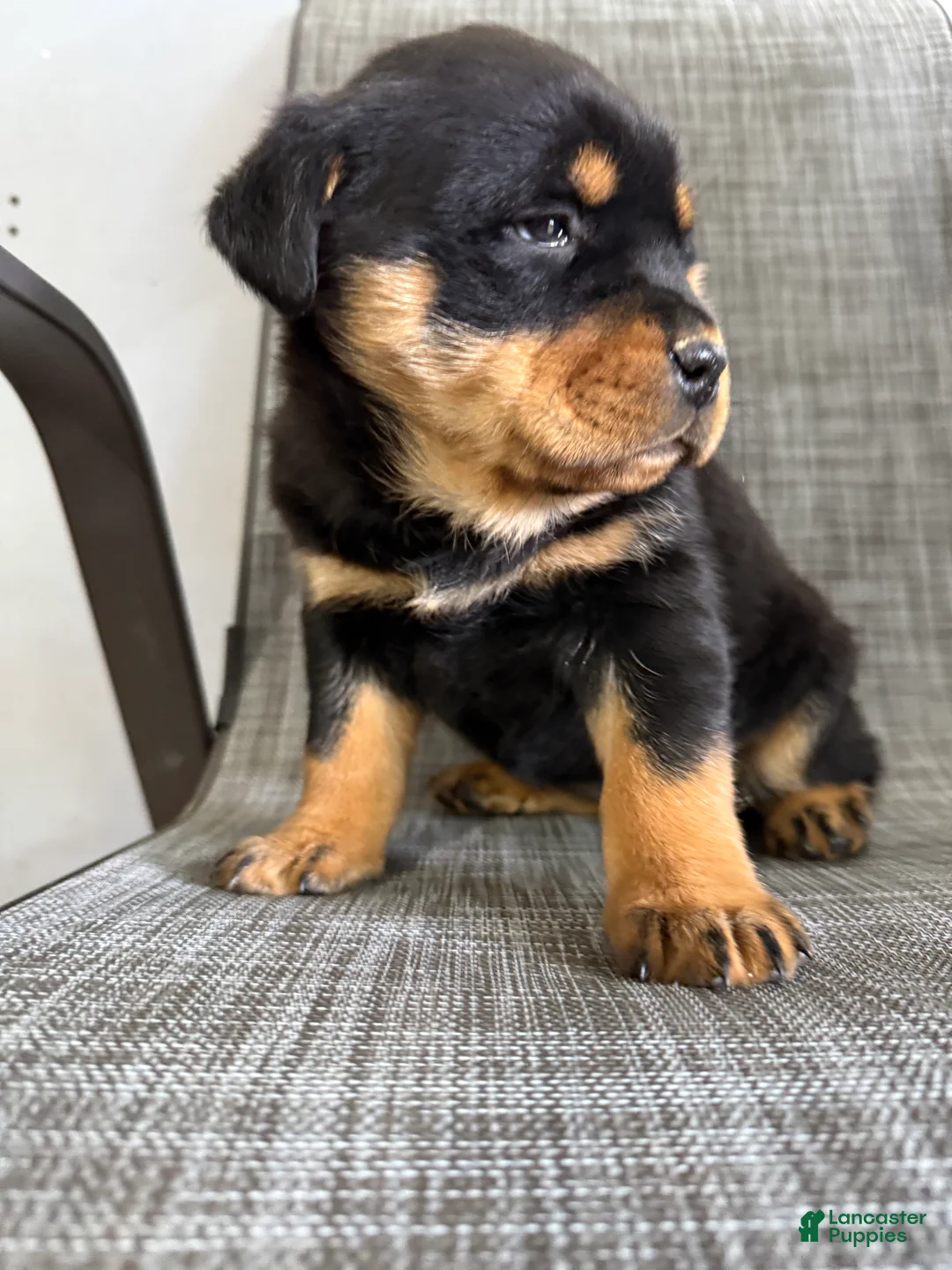 Rottweiler dogs for sale: London - Ad 7
