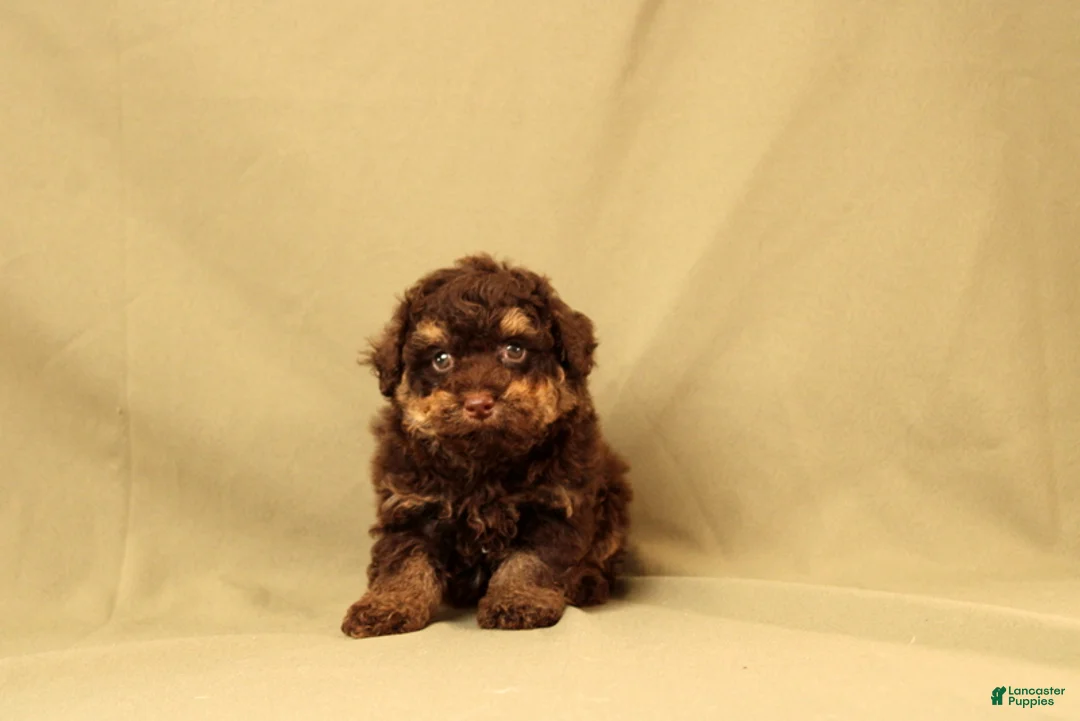Toy Poodle dogs for sale: Randy - Ad 4
