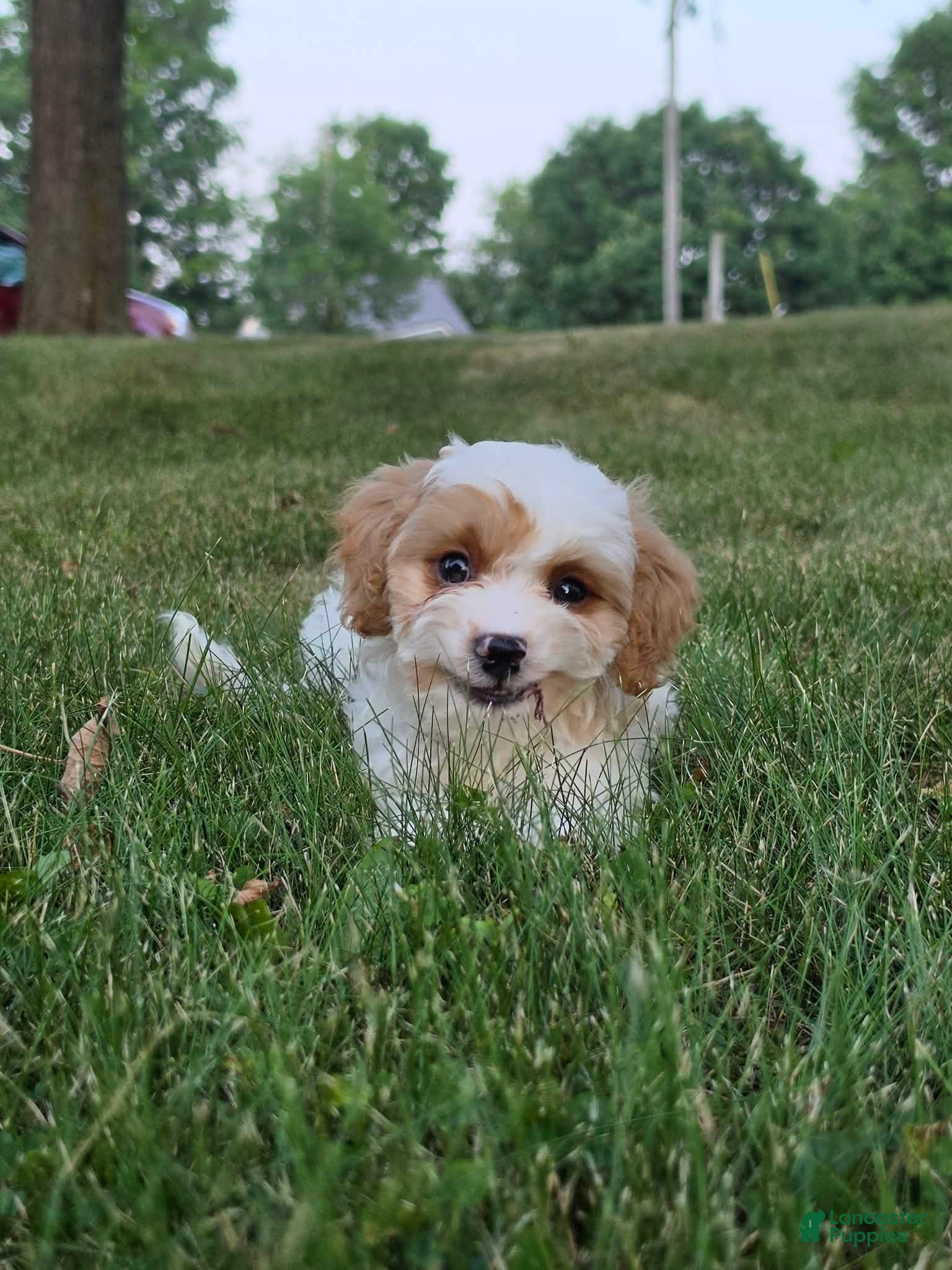 Cavapoo dogs for sale: Clove  - Ad 2