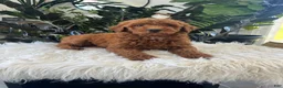Mini Goldendoodle dogs for sale: Amelia  - Ad 3