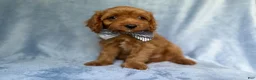 Cavapoo dogs for sale: Moose - Ad 4