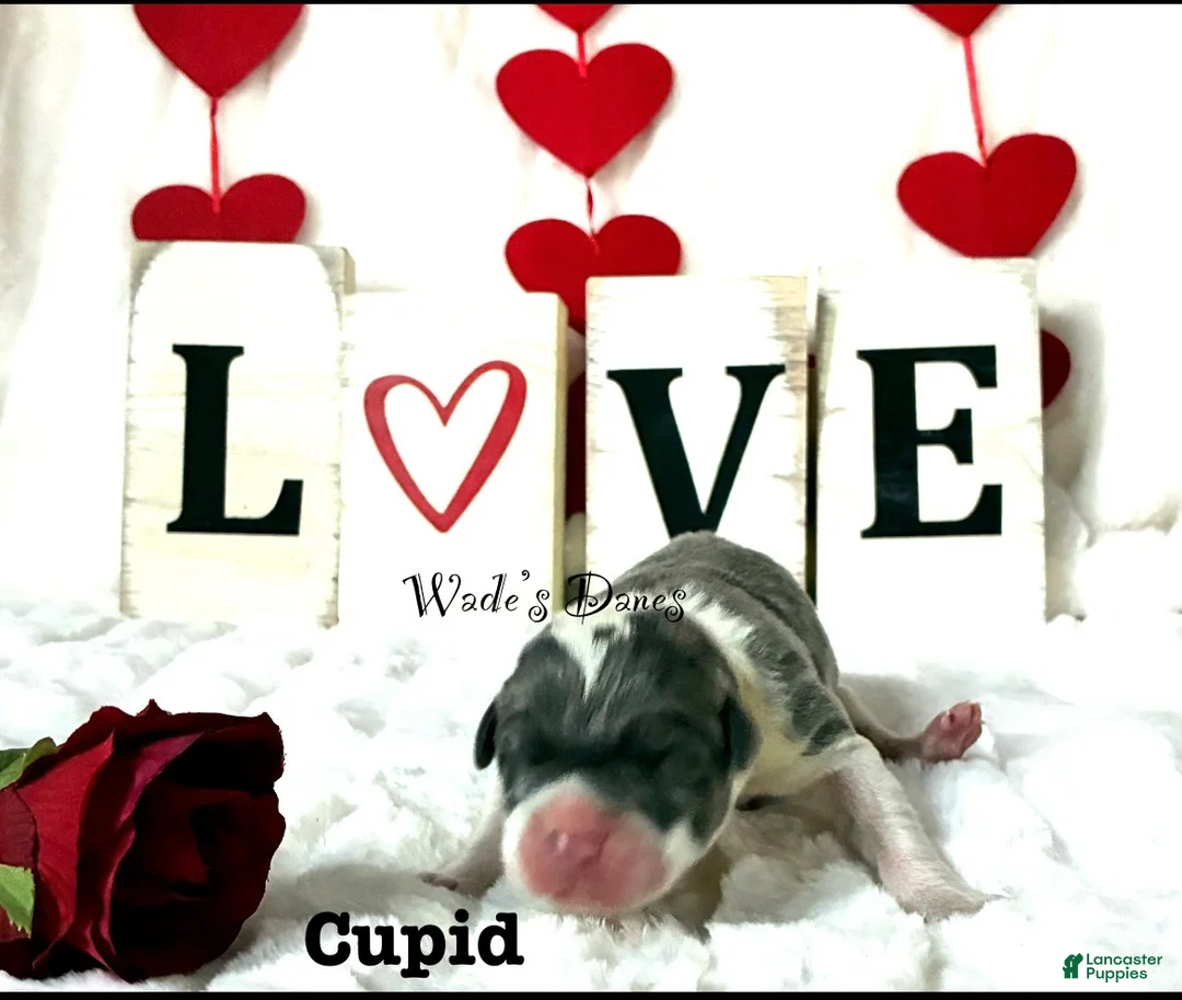 Great Dane dogs for sale: Great Dane Puppy 3 - Ad 1