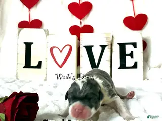 Great Dane dogs Great Dane Puppy 3 - Ad 34