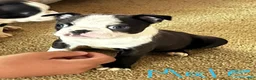 Boston Terrier dogs for sale: Boston Terrier 2 - Ad 1