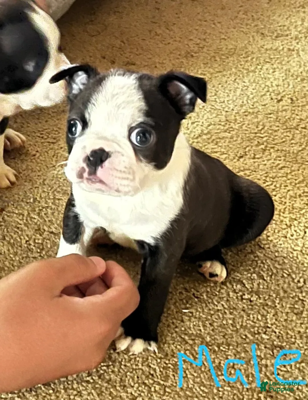 Boston Terrier dogs for sale: Boston Terrier 2 - Ad 1