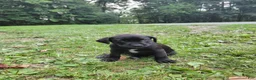 Mixed Breed dogs for sale: Zuri (black collar) - Ad 4