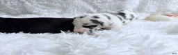 Great Dane dogs for sale: Artemis - Ad 14