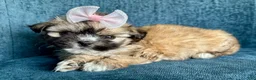 Shihpoo dogs for sale: Shihpoo 3 - Ad 4