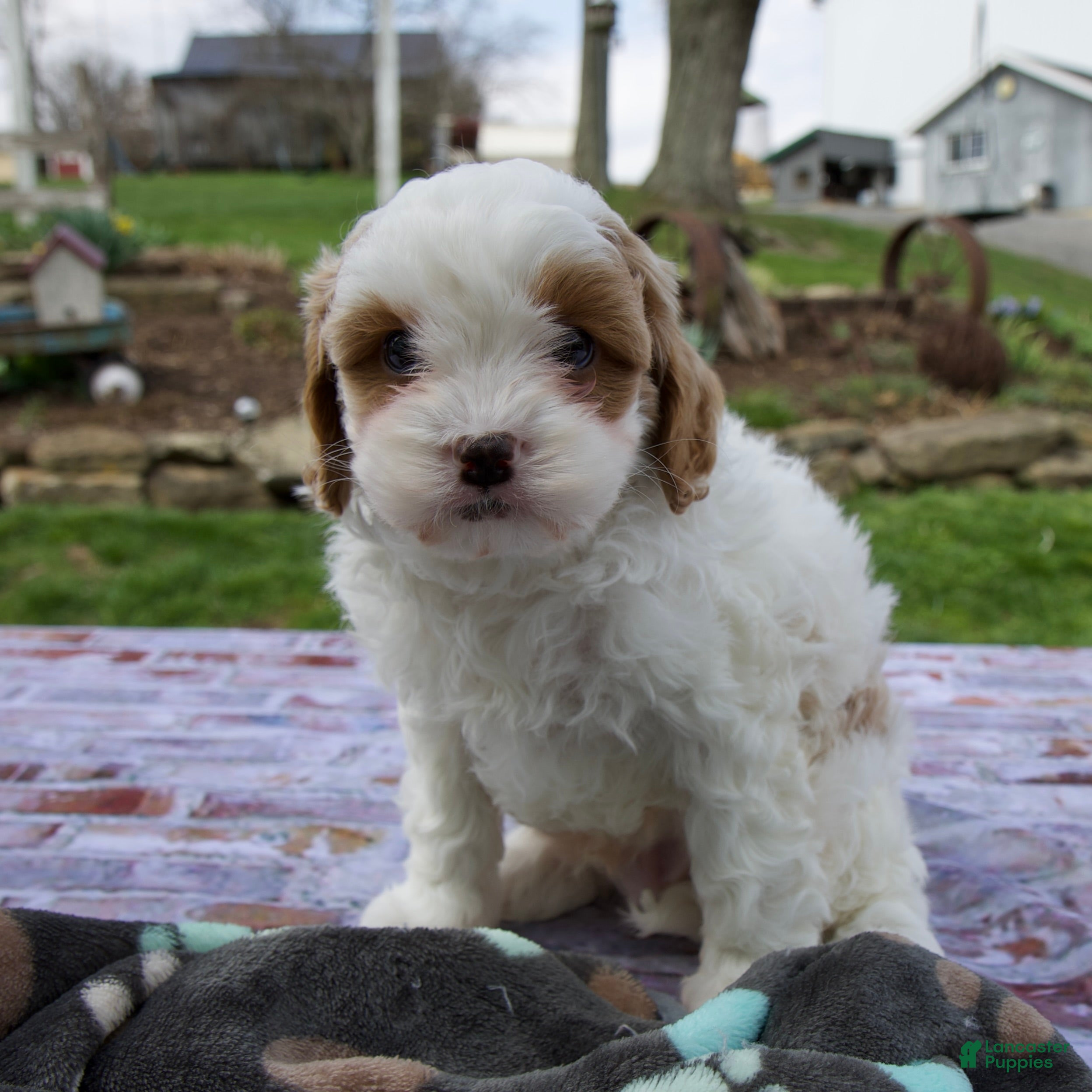 Cavapoo dogs Logan - Ad 1