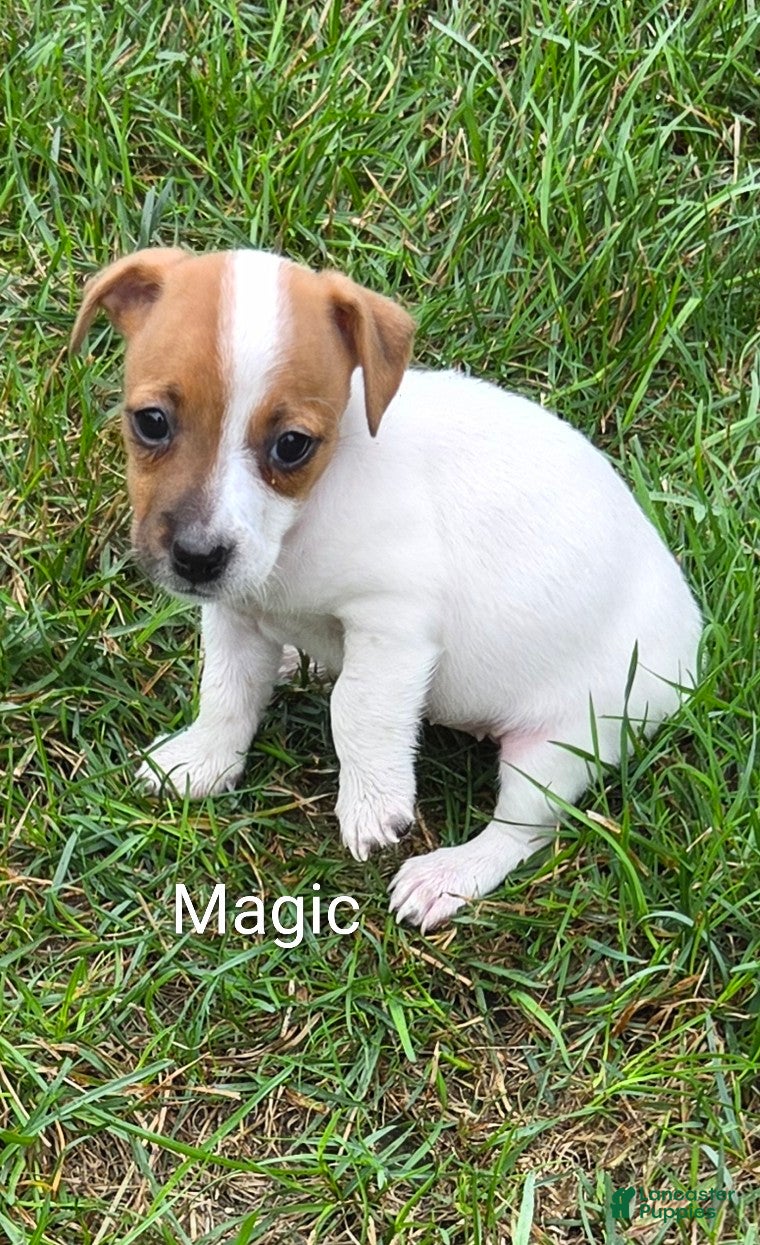 Jack Russell Terrier dogs Jack Russell Terrier 6 - Ad 2