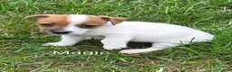 Jack Russell Terrier dogs for sale: Jack Russell Terrier 6 - Ad 2