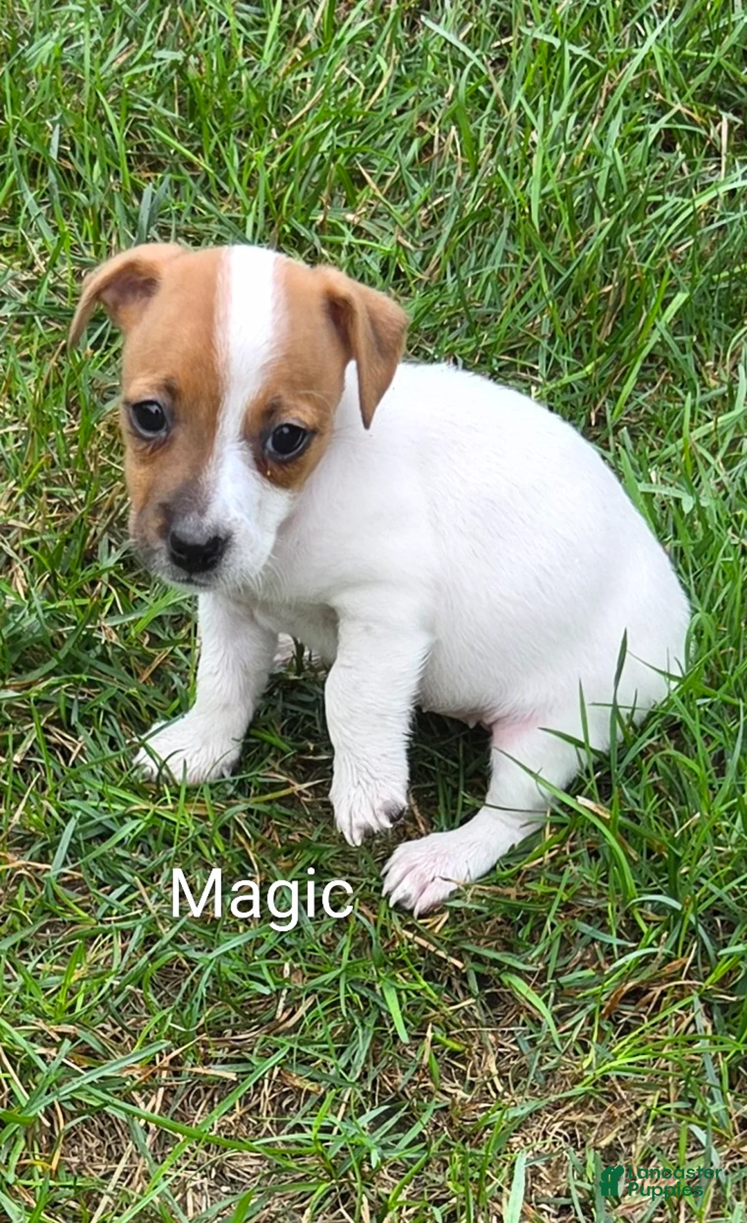 Jack Russell Terrier dogs for sale: Jack Russell Terrier 6 - Ad 2