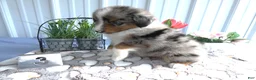 Miniature Australian Shepherd dogs for sale: Miniature Australian Shepherd 3 Rocky - Ad 3