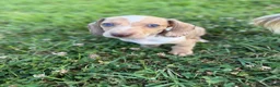Miniature Dachshund dogs for sale: Willy  - Ad 17