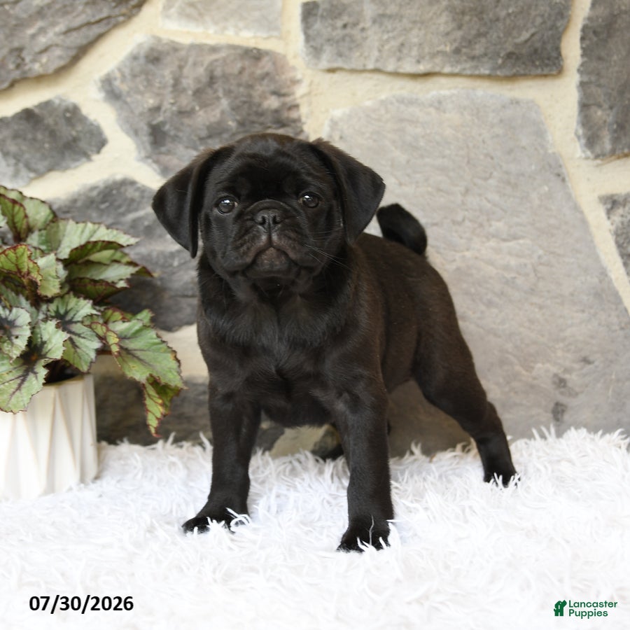 Pug dogs Bouncer - Ad 2