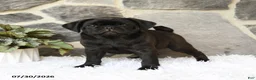 Pug dogs for sale: Bouncer - Ad 2