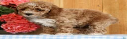 Mini Goldendoodle dogs for sale: Bruno - Ad 5