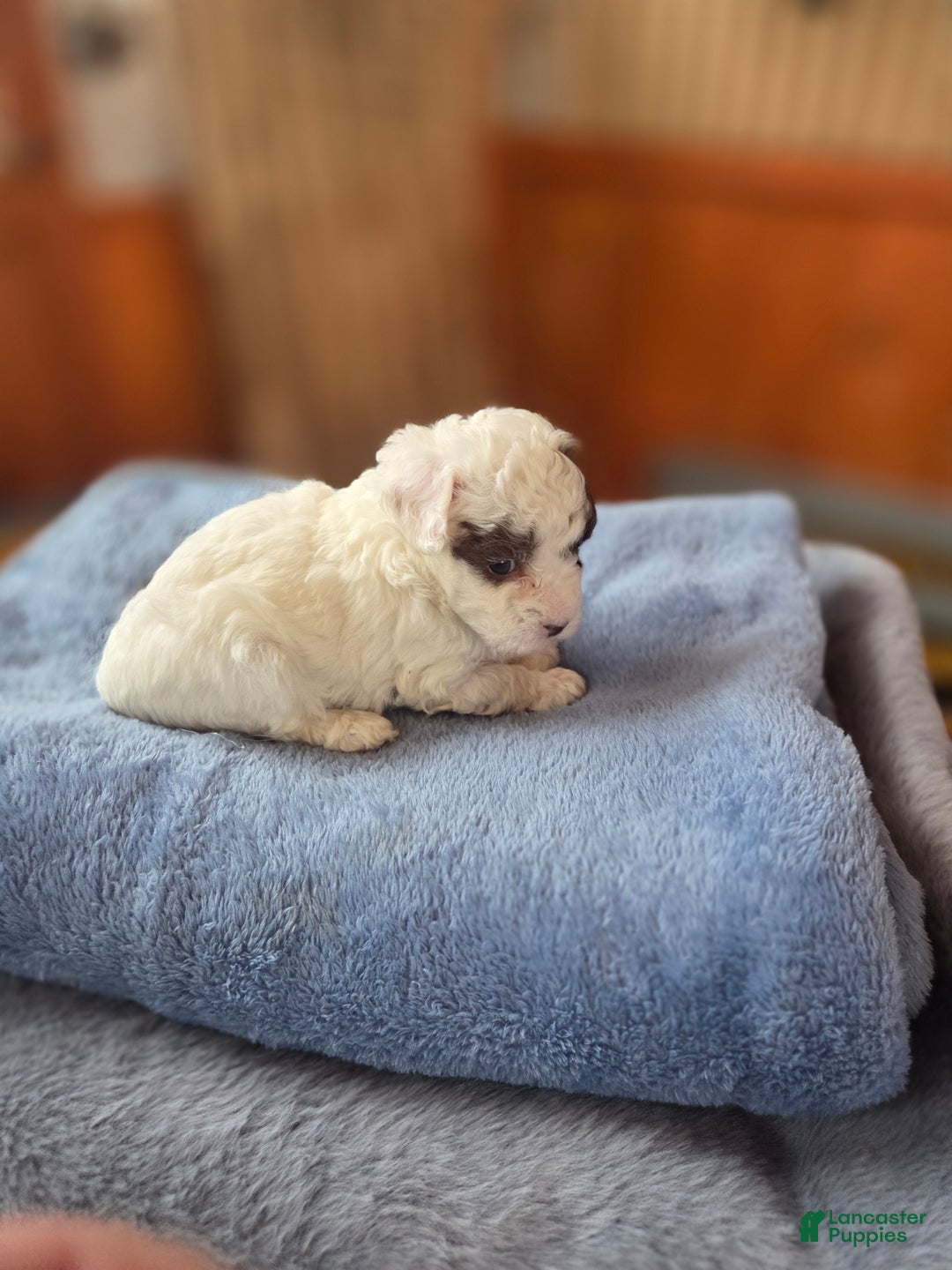 Toy Poodle dogs for sale: Toy Poodle Puppy 2 - Ad 2