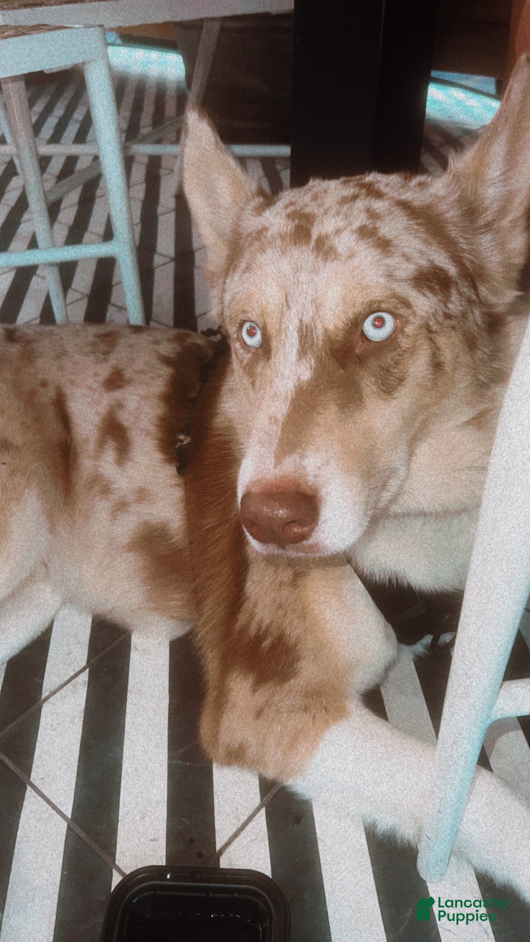 Siberian Husky dogs for stud: Moose Ausky  - Ad 19