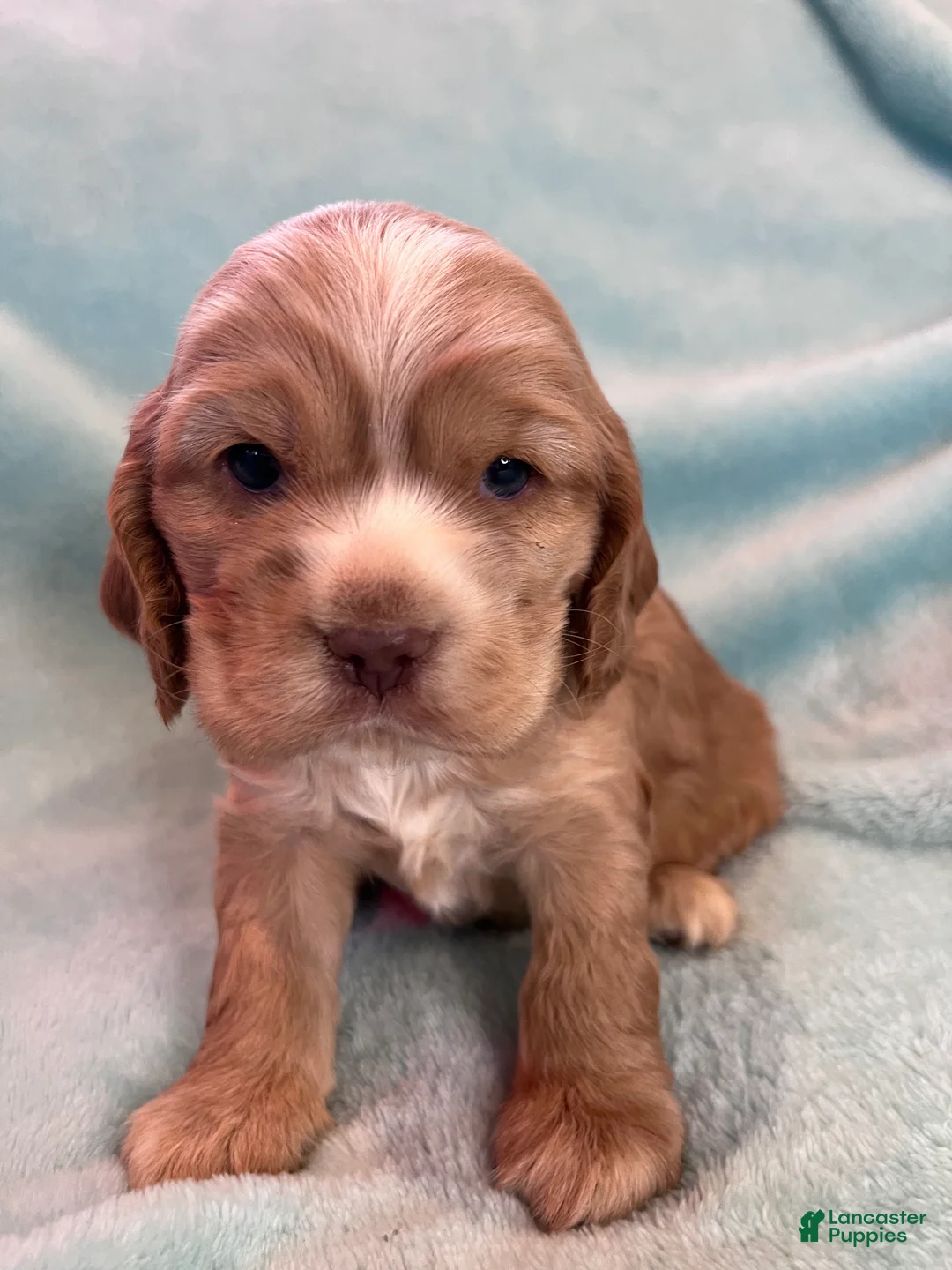 Cocker Spaniel dogs for sale: Bear  - Ad 4